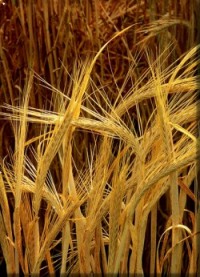 Barley Harvest