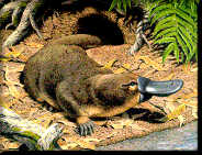 Platypus